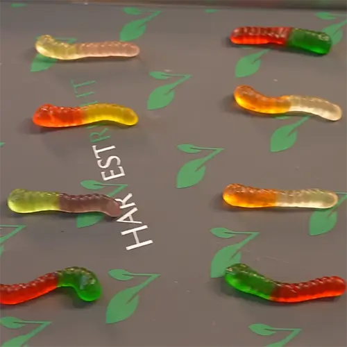 8 mini gummy worms neatly arranged on a harvest right freeze drying tray ready to go into the freeze dryer.