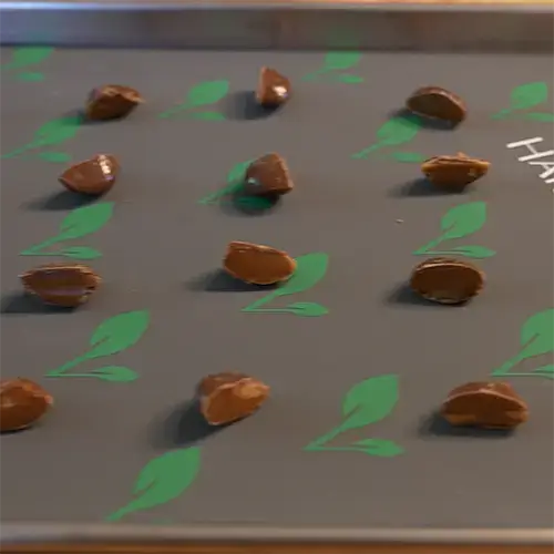 Twelve Milk Duds cut in half stacked neatly on a medium Harvest Right freeze drying tray.