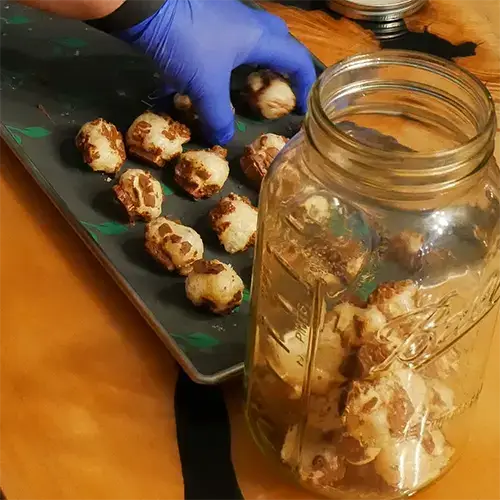 A man wearing blue nitrile gloves moving freeze dried Snickers from a Harvest Right tray to a mason jar.