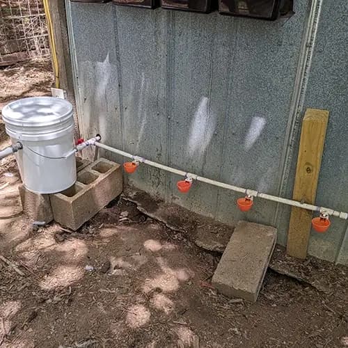 A white food safe bucket with a hose connected to it and a PVC pipe coming out of it with 4 water cups for chickens.