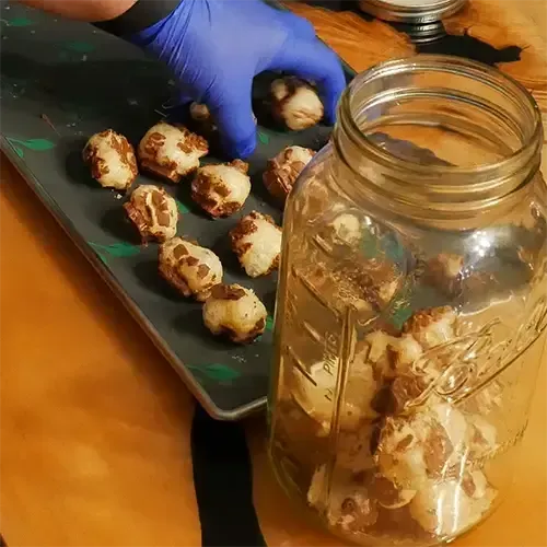 A man wearing blue nitrile gloves moving freeze dried Snickers from a Harvest Right tray to a mason jar.